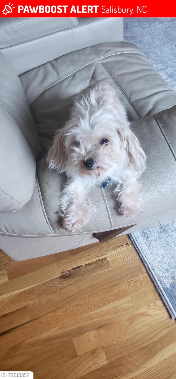 Lost Female Dog last seen Boyden Rd, Salisbury, NC 28144