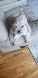 Lost Female Dog last seen Boyden Rd, Salisbury, NC 28144