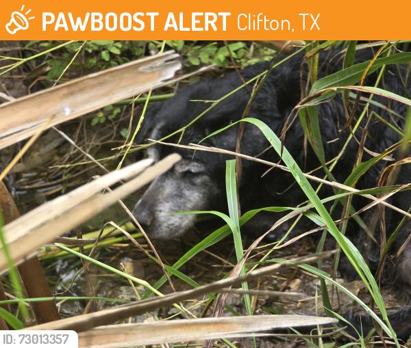 Found/Stray Unknown Dog last seen CR 1735 & CR 1745, Clifton, TX 76634