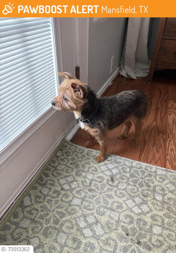 Found/Stray Female Dog last seen Saint Johns, Mansfield, TX 76063