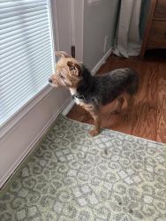 Found/Stray Female Dog last seen Saint Johns, Mansfield, TX 76063