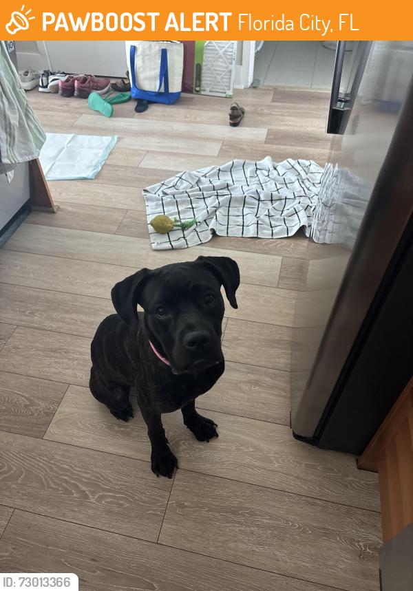 Found/Stray Female Dog last seen Target midtown, Florida City, FL 33034