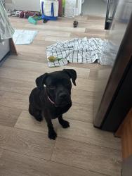 Found/Stray Female Dog last seen Target midtown, Florida City, FL 33034