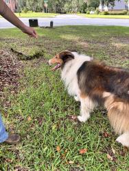 Reunited Male Dog last seen Killarney Way, Tallahassee, FL 32309
