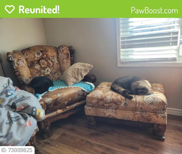 Reunited Male Cat last seen Prior road and Holbrook east, Kelowna, BC V1X