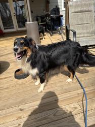 Lost Male Dog last seen Mlk monument , Valdosta, GA 31601