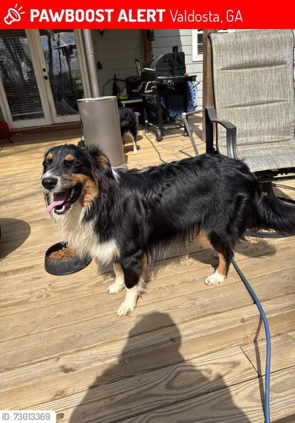 Lost Male Dog last seen Mlk monument , Valdosta, GA 31601