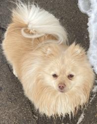 Lost Male Dog last seen By arcade and Case, Saint Paul, MN 55106
