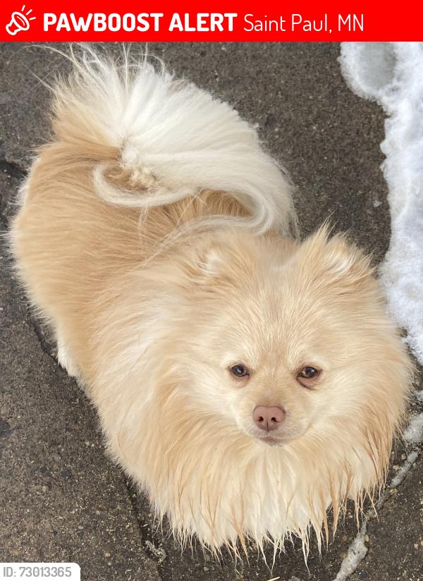 Lost Male Dog last seen By arcade and Case, Saint Paul, MN 55106