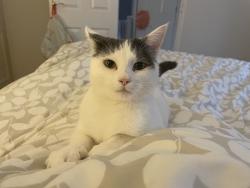 Lost Female Cat last seen Stapleton road Orpington , Greater London, England BR6 9TN