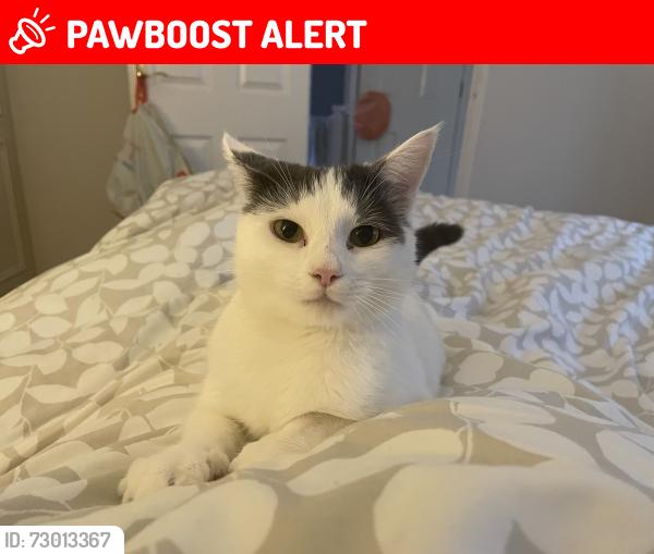 Lost Female Cat last seen Stapleton road Orpington , Greater London, England BR6 9TN