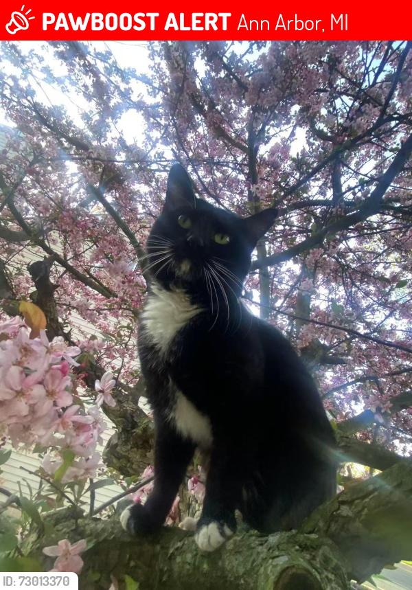 Lost Male Cat last seen barton shore drive, Ann Arbor, MI 48105