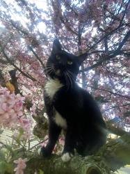 Lost Male Cat last seen barton shore drive, Ann Arbor, MI 48105