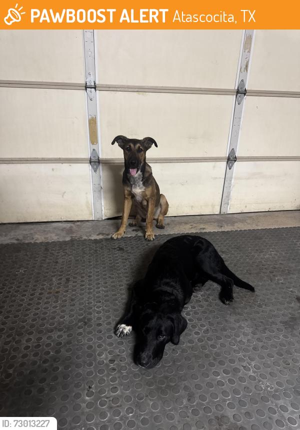 Found/Stray Male Dog last seen Atascocita shores/ kings river, Atascocita, TX 77346