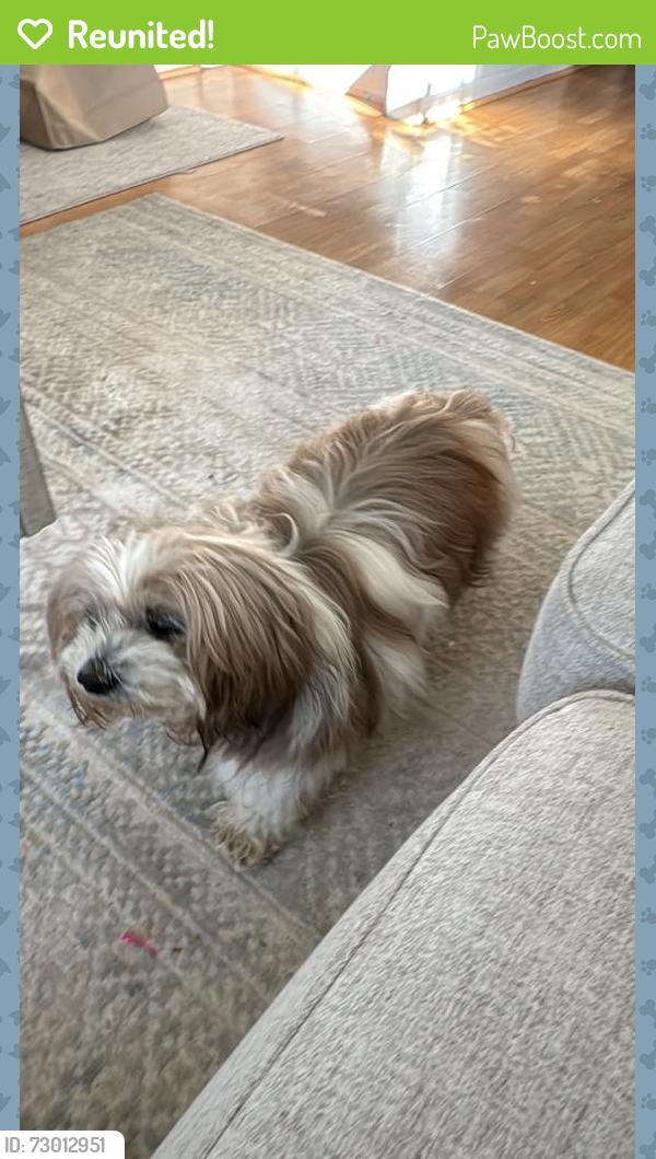 Reunited Male Dog last seen Boston Avenue , Bridgeport, CT 06610