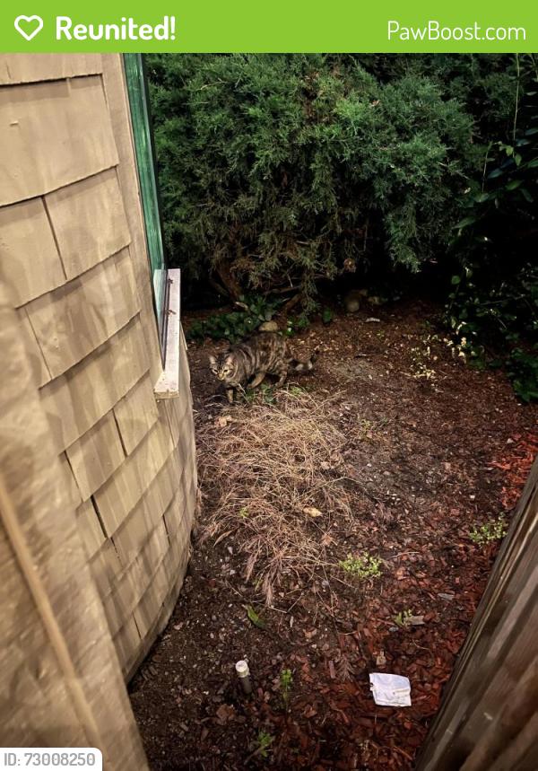 Reunited Unknown Cat last seen The Lakes Community in Mtn View, Mountain View, CA 94043
