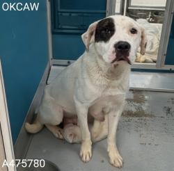 Shelter Stray Female Dog last seen Near BLOCK EVAN HALE RD OKC 73127, 2811 SE 29th St, Oklahoma City, OK 73129, USA