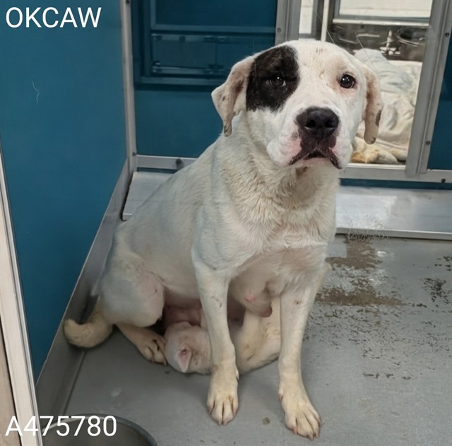 Shelter Stray Female Dog last seen Near BLOCK EVAN HALE RD OKC 73127, 2811 SE 29th St, Oklahoma City, OK 73129, USA