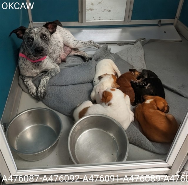 Shelter Stray Female Dog last seen NW 23 AND PENN, 2811 SE 29th St, Oklahoma City, OK 73129, USA