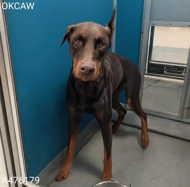 Shelter Stray Male Dog last seen Near BLOCK S AGNEW AVE, OKLAHOMA CITY OK 73119, 2811 SE 29th St, Oklahoma City, OK 73129, USA