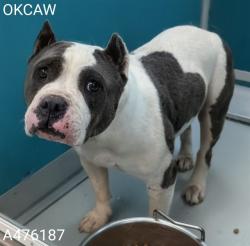 Shelter Stray Female Dog last seen Near BLOCK SW 12TH ST, YUKON OK 73099, 2811 SE 29th St, Oklahoma City, OK 73129, USA