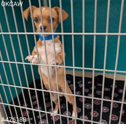 Shelter Stray Male Dog last seen Near BLOCK N KELLY AVE, 2811 SE 29th St, Oklahoma City, OK 73129, USA