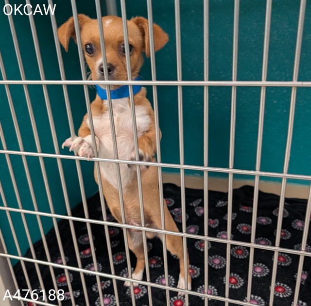 Shelter Stray Male Dog last seen Near BLOCK N KELLY AVE, 2811 SE 29th St, Oklahoma City, OK 73129, USA