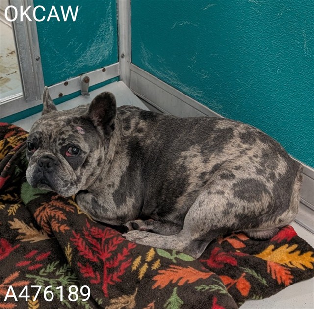 Shelter Stray Male Dog last seen Near BLOCK SW 12TH ST, YUKON OK 73099, 2811 SE 29th St, Oklahoma City, OK 73129, USA