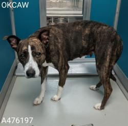 Shelter Stray Female Dog last seen Near BLOCK S HARVEY AVE, OKLAHOMA CITY OK 73109, 2811 SE 29th St, Oklahoma City, OK 73129, USA