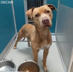 Shelter Stray Male Dog last seen Near BLOCK S HARVEY AVE, OKLAHOMA CITY OK 73109, 2811 SE 29th St, Oklahoma City, OK 73129, USA