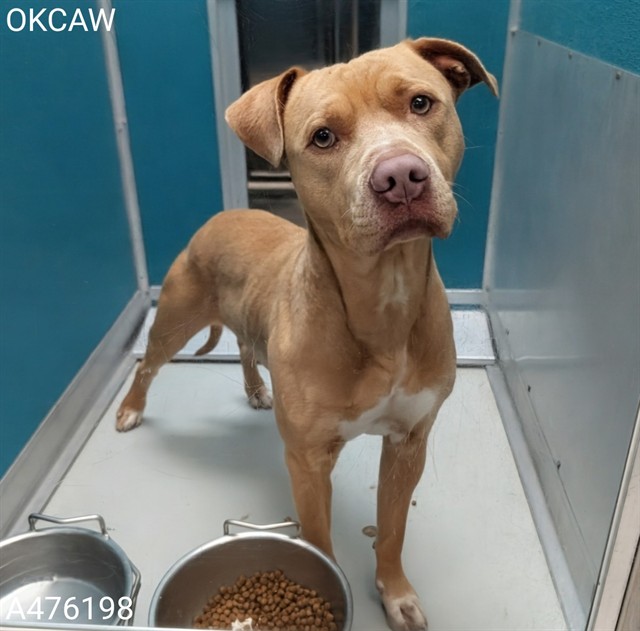 Shelter Stray Male Dog last seen Near BLOCK S HARVEY AVE, OKLAHOMA CITY OK 73109, 2811 SE 29th St, Oklahoma City, OK 73129, USA