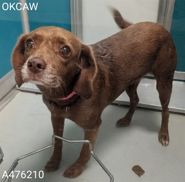 Shelter Stray Female Dog last seen Near BLOCK WAVERLY, 2811 SE 29th St, Oklahoma City, OK 73129, USA