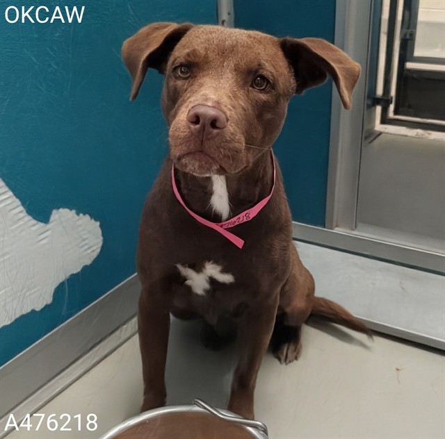 Shelter Stray Female Dog last seen NW 39TH EXPRESS WAY & I-44, 2811 SE 29th St, Oklahoma City, OK 73129, USA