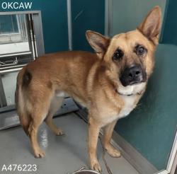 Shelter Stray Male Dog last seen Near BLOCK SW 29TH PL, OKLAHOMA CITY OK 73119, 2811 SE 29th St, Oklahoma City, OK 73129, USA