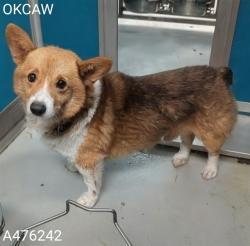 Shelter Stray Male Dog last seen Near BLOCK MACKLEMAN DR, 2811 SE 29th St, Oklahoma City, OK 73129, USA