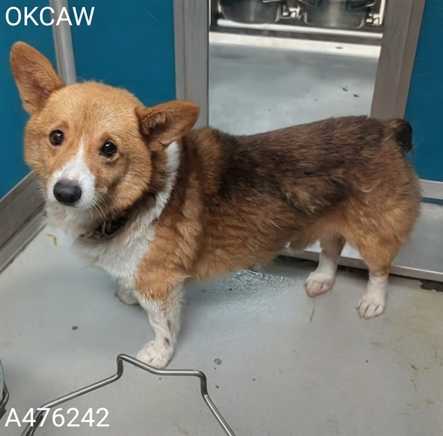 Shelter Stray Male Dog last seen Near BLOCK MACKLEMAN DR, 2811 SE 29th St, Oklahoma City, OK 73129, USA