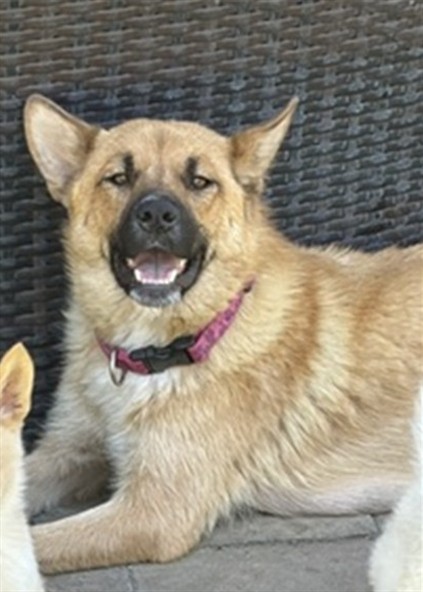 Shelter Stray Female Dog last seen Near BLOCK COLIMA AVE, 333 Chandler Pl, San Bernardino, CA 92408, USA