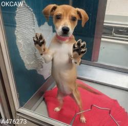 Shelter Stray Female Dog last seen WILL ROGERS AQUATIC PARK, 2811 SE 29th St, Oklahoma City, OK 73129, USA