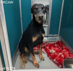 Shelter Stray Female Dog last seen Near BLOCK SW 70TH ST, OKLAHOMA CITY OK 73139, 2811 SE 29th St, Oklahoma City, OK 73129, USA