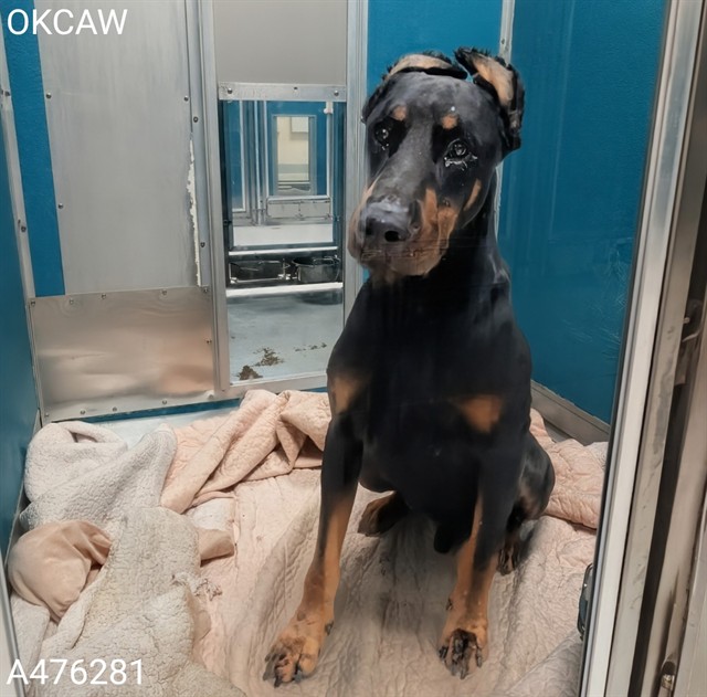 Shelter Stray Male Dog last seen Near BLOCK SW 70TH ST, OKLAHOMA CITY OK 73139, 2811 SE 29th St, Oklahoma City, OK 73129, USA