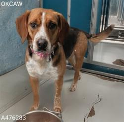 Shelter Stray Female Dog last seen Near BLOCK HERITAGE PARK RD APT 139, 2811 SE 29th St, Oklahoma City, OK 73129, USA