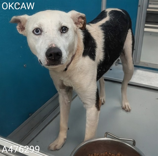 Shelter Stray Female Dog last seen Near BLOCK MAPLE RIDGE LN, EDMOND OK 73013, 2811 SE 29th St, Oklahoma City, OK 73129, USA