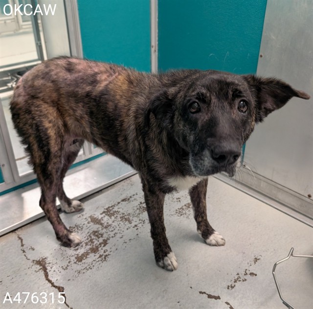 Shelter Stray Female Dog last seen SW 18TH ST, 2811 SE 29th St, Oklahoma City, OK 73129, USA