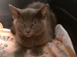 Shelter Stray Unknown Cat last seen , 2811 SE 29th St, Oklahoma City, OK 73129, USA