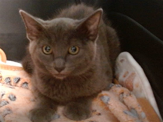 Shelter Stray Unknown Cat last seen , 2811 SE 29th St, Oklahoma City, OK 73129, USA