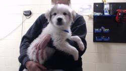 Shelter Stray Male Dog last seen Near BLOCK W BAYAUD AVE, DENVER CO 80223, 1241 W Bayaud Ave, Denver, CO 80223, USA