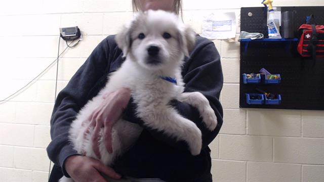 Shelter Stray Male Dog last seen Near BLOCK W BAYAUD AVE, DENVER CO 80223, 1241 W Bayaud Ave, Denver, CO 80223, USA