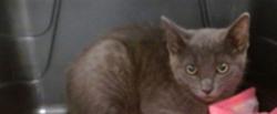 Shelter Stray Unknown Cat last seen , 2811 SE 29th St, Oklahoma City, OK 73129, USA