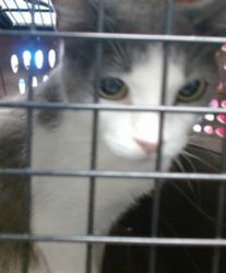 Shelter Stray Unknown Cat last seen , 2811 SE 29th St, Oklahoma City, OK 73129, USA
