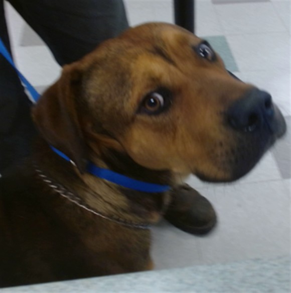 Shelter Stray Male Dog last seen Near BLOCK E WILLSHIRE, 2811 SE 29th St, Oklahoma City, OK 73129, USA